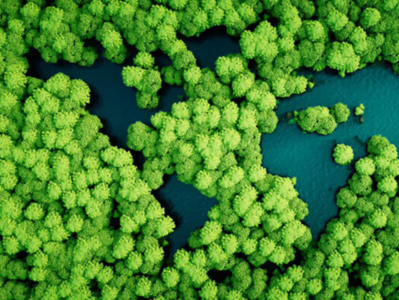 Aerial top view background forest, Texture of mangrove forest